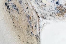 Why You Should Choose Our Mold Remediation Services in Moraine, OH